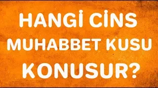 Hangi Cins Muhabbet Kuşu Daha İyi KONUŞUR??