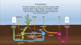 Nitrogen cycle in the soil