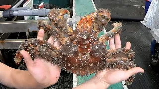 Live Giant Crabs cutting for steamed Crab - Taiwan street food