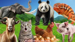 The Most Interesting Animals: Elephant, Panda, Goat, Chicken, Pig, Cat, Chameleon - Animal Paradise