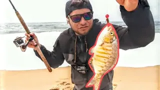 One Most EFFECTIVE Way To Catch SURF PERCH On The California Coast | Catch and Cook | Carolina Rig