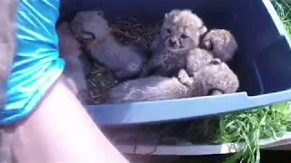 Weighing cheetah cubs