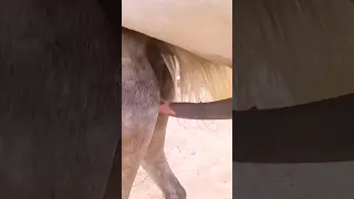 Horse mating