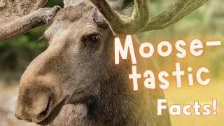 AMAZING Moose Facts! 🫎 Learn about the Moose with us! Animal Facts for Kids | Facts about Moose