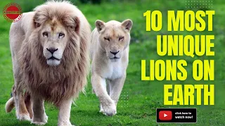 10 Most Unique Lions on Earth: A Fascinating Look at Rare and Beautiful Lion Species