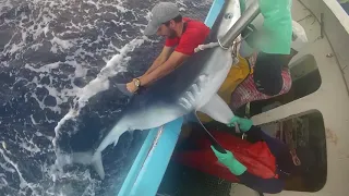 Tagging blue shark with pop-up archival transmitting tag (PSAT tag)