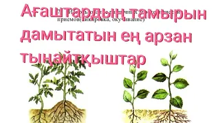 Өсімдік тамырын дамытатын ең арзан тыңайтқыштар