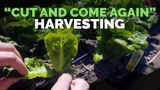 Maximize Harvesting Lettuce With The Cut and Come Again Method