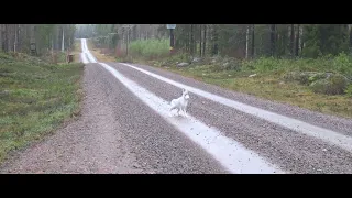 Jakt Harjakt Harejakt med Stövare