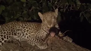 incredible leopard and baby baboon interaction | feel this moment video Helpful animal 2021 💝