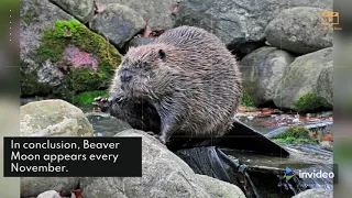 What Exactly is Beaver Moon?