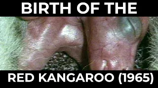 Birth of the red kangaroo (1965)