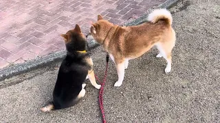 今日の朝んぽ🐾 公園で…