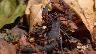 Las hormigas guerreras comen de todo | National Geographic en Español