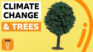 What if everyone planted a tree? | BBC Ideas