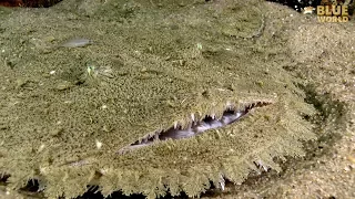 Wild Goosefish Chase! | JONATHAN BIRD'S BLUE WORLD