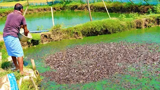 Grow Hybrid Magur Culture of Catfish Farm in Asia | Million of Catfish Eating Floating Feed in Pond