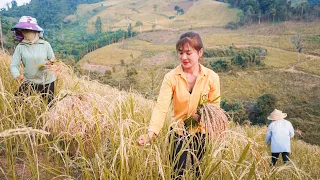 Help family members harvest rice, Take care of the farm every day - Off Grid | Nhất My Bushcraft