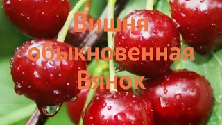 Вишня обыкновенная Вянок (prunus cerasus) 🌿 вишня Вянок обзор: как сажать крупномеры вишни Вянок