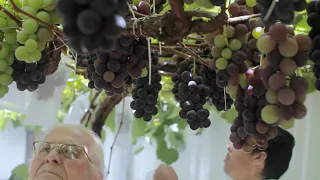 DESHOJE Y EMBOLSADO DE UVAS EN VITIS VIDOR.