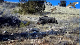 Çalının İçinden Keklik Yerine Azılı Domuz Çıktı 🐗 İşler Karıştı . Bol Aksiyonlu Keklik, Domuz Avı💥