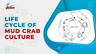 Lifecycle of Mud Crab Culture