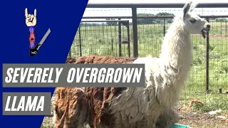 Severely Overgrown Llama Shearing