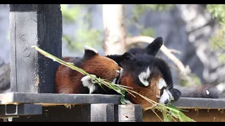 Happy Red Panda Violence