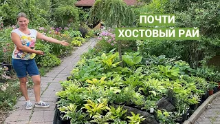 Моя хостовая поляна