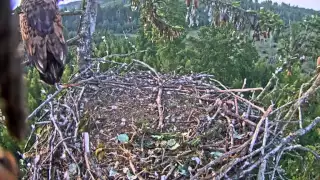 7h07m eaglet scream