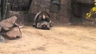 Tortoise (Turtle) Having sex at San Diego Zoo