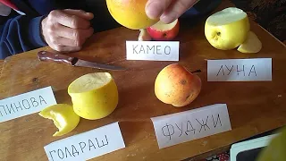 сорта яблок Луна, Камео, Голдраш, Фуджи, Пинова. Пробуем.