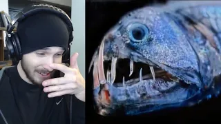 THIS FISH LOOKS CRAZY! - The Ocean is Way Deeper Than You Think Reaction!