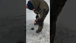 А думали судак зачётный.