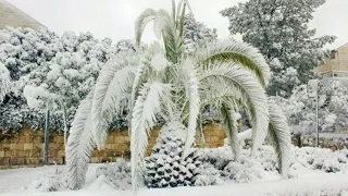 Снег в Африке🌴🐪😳 Зимний Алжир.