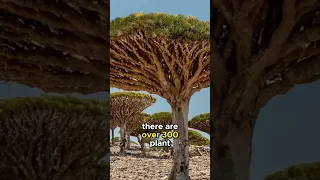 Discovering the Enchanting Beauty of Socotra Island | Short Film