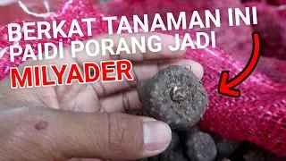 🔵 PAIDI MANTAN PEMULUNG KINI JADI MILYARDER BERKAT TANAMAN PORANG #Eps38