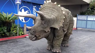 Triceratops Encounter Plus Raptor Blue in Jurassic World at Universal Studios Hollywood - Dinosaurs