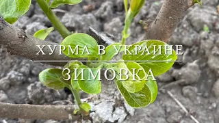 Хурма в Украине . Зимовка .