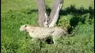 Cheetah on a tree in Serengeti National Park