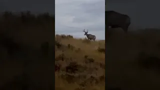 Wyoming mule deer buck gets a pass from hunting but not from turning his back on me