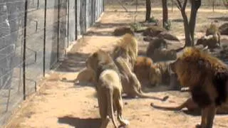 Lion feeding