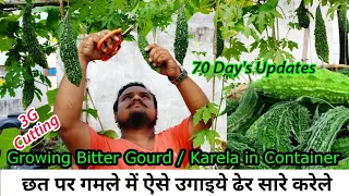 इस तरीके से इतने सारे करेले उगेंगे गमले में कि हैरान रह जाएंगे How To Grow Bitter Gourd : 3G Cutting