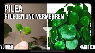 Zimmerpflanzen Ableger - Pilea richtig pflegen und vermehren!