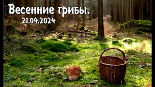 Весенние грибы 2024.04.21