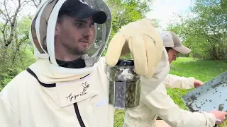 Je vous présente un des plus grands prédateurs des abeilles, et ce n’est pas le plus gros ￼