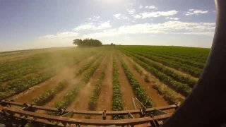 running sweeps and spraying cotton