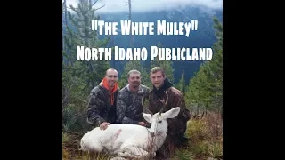 The White Muley - Mule Deer Hunting Idaho -