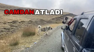 AZATLA YOLDA GİDERKEN ACAYİP BİR KÖPEĞE DENK GELDİK ! ORTALIK KARIŞACAKTI!