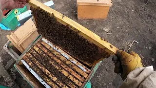 Как правильно сократить и утеплить пчелиное гнездо